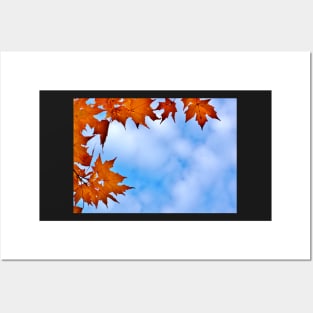 Autumn Maple Leaves Framing the Cloudy Sky Posters and Art